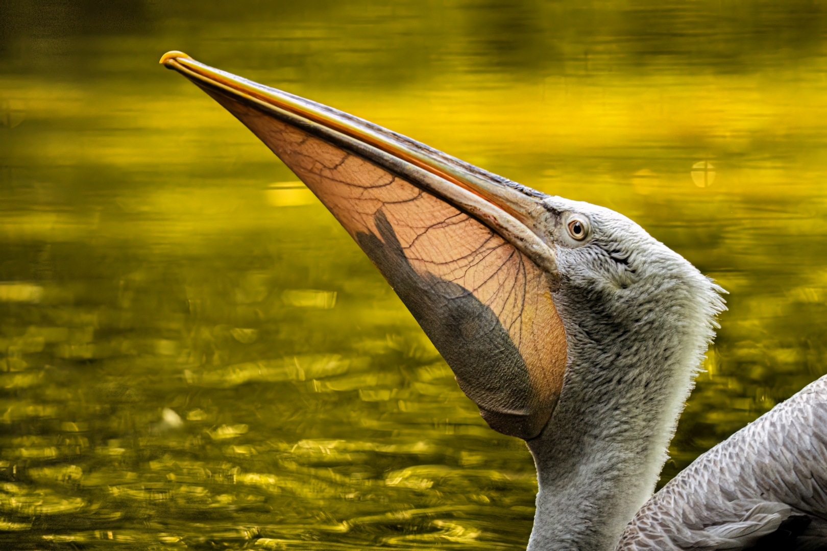 czech nature photo nominace zvířata v lidské péči - Jana Šafaříková - Když světlo odhalí úlovek