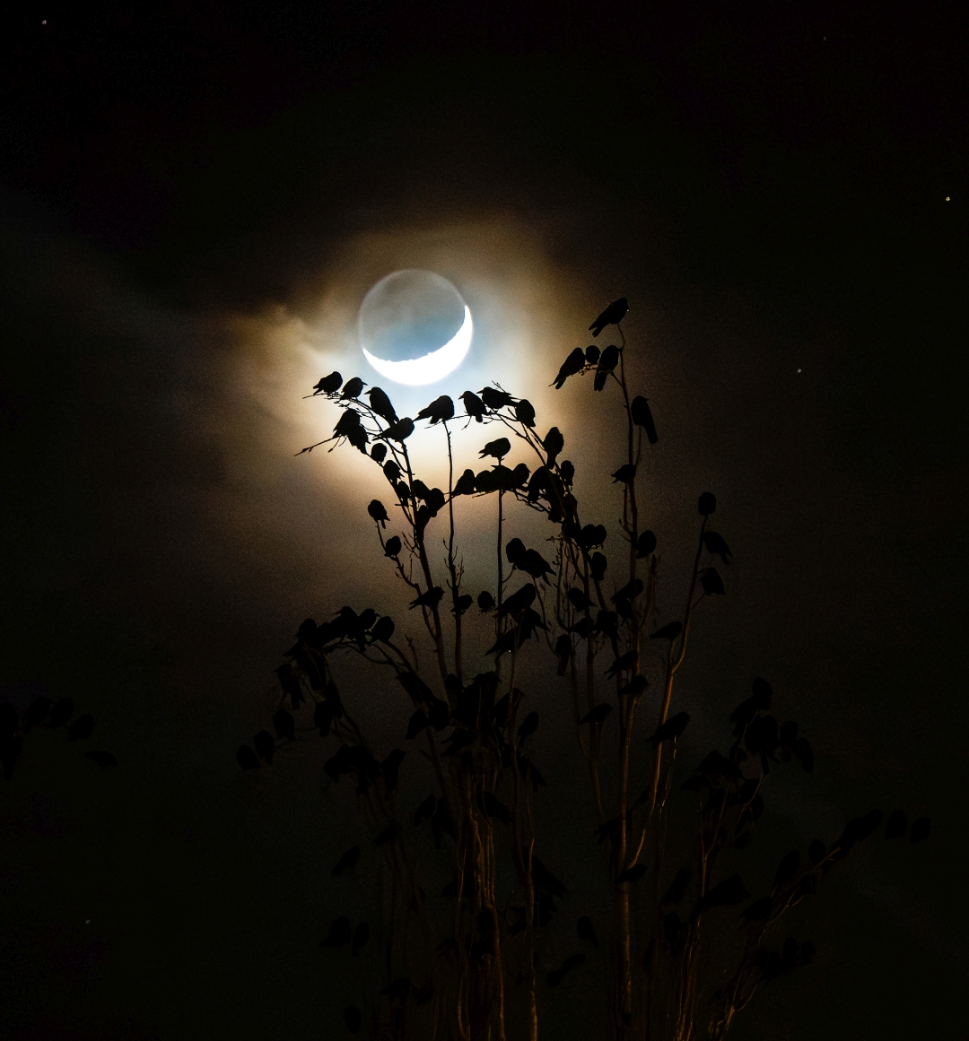 czech nature photo nominace ptáci – Jitka Havlová - Havraní spánek před odletem