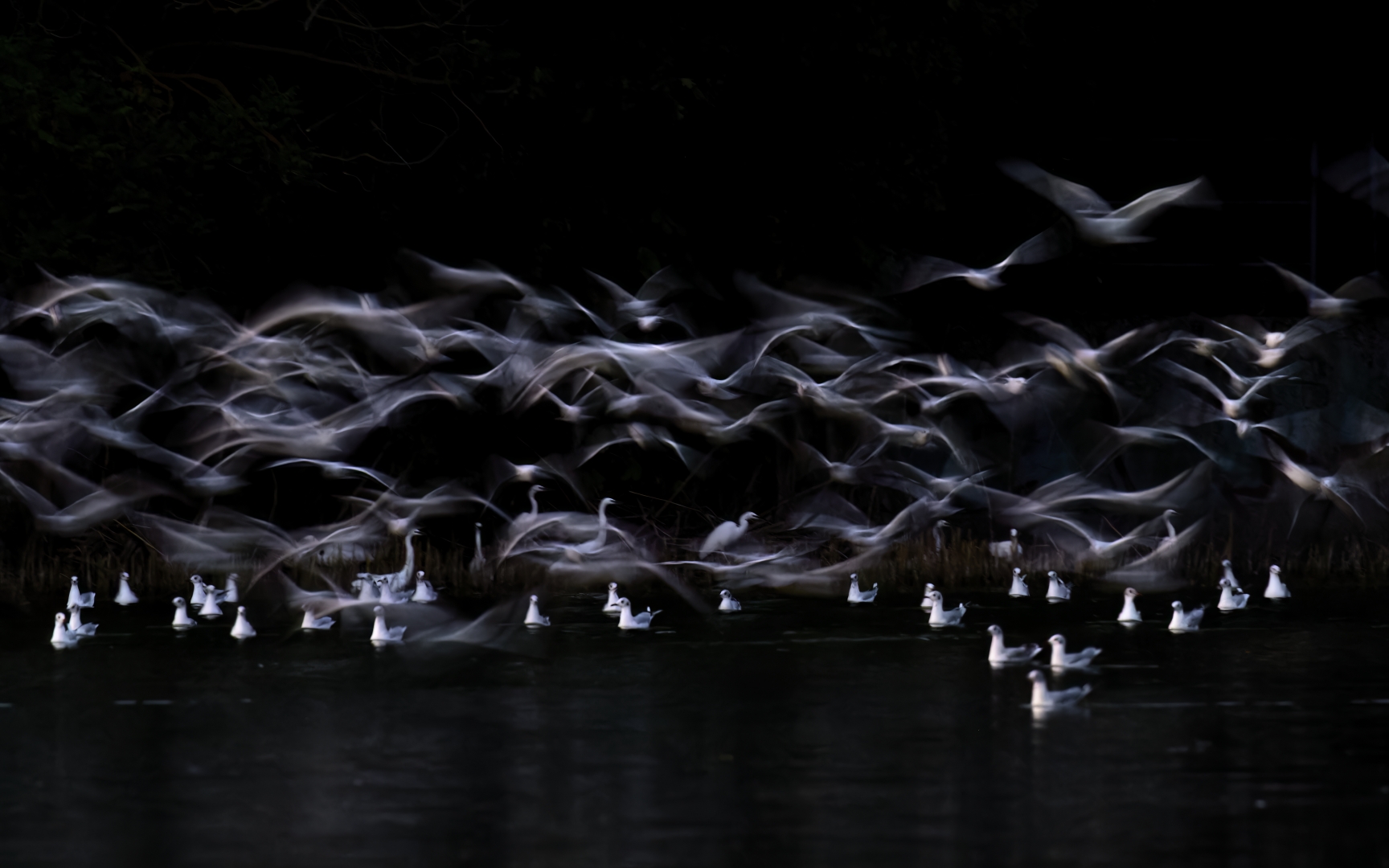 czech nature photo nominace Urban Wildlife - Ivan Ivánek - Vzlet světla z temnoty