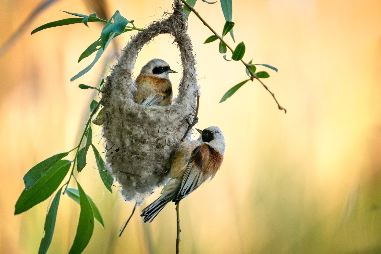 czech nature photo nominace ptáci – Dušan Doležal - Zruční stavitelé