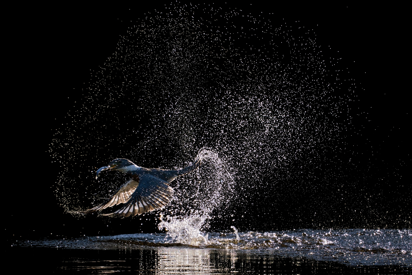 czech nature photo nominace ptáci – Petr Bambousek - Na lovu