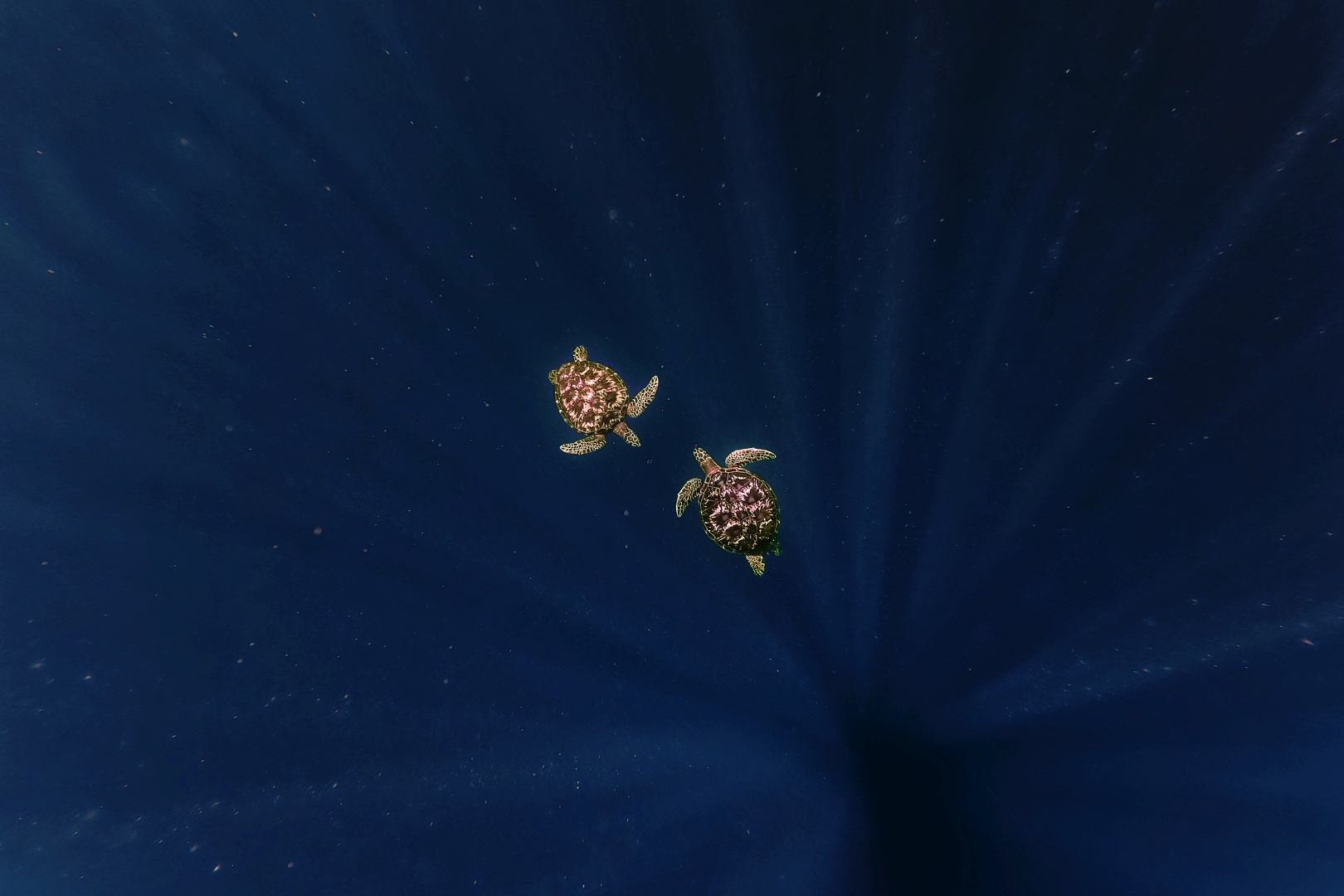 czech nature photo nominace Urban Wildlife - Martin Pelánek - Hlubina