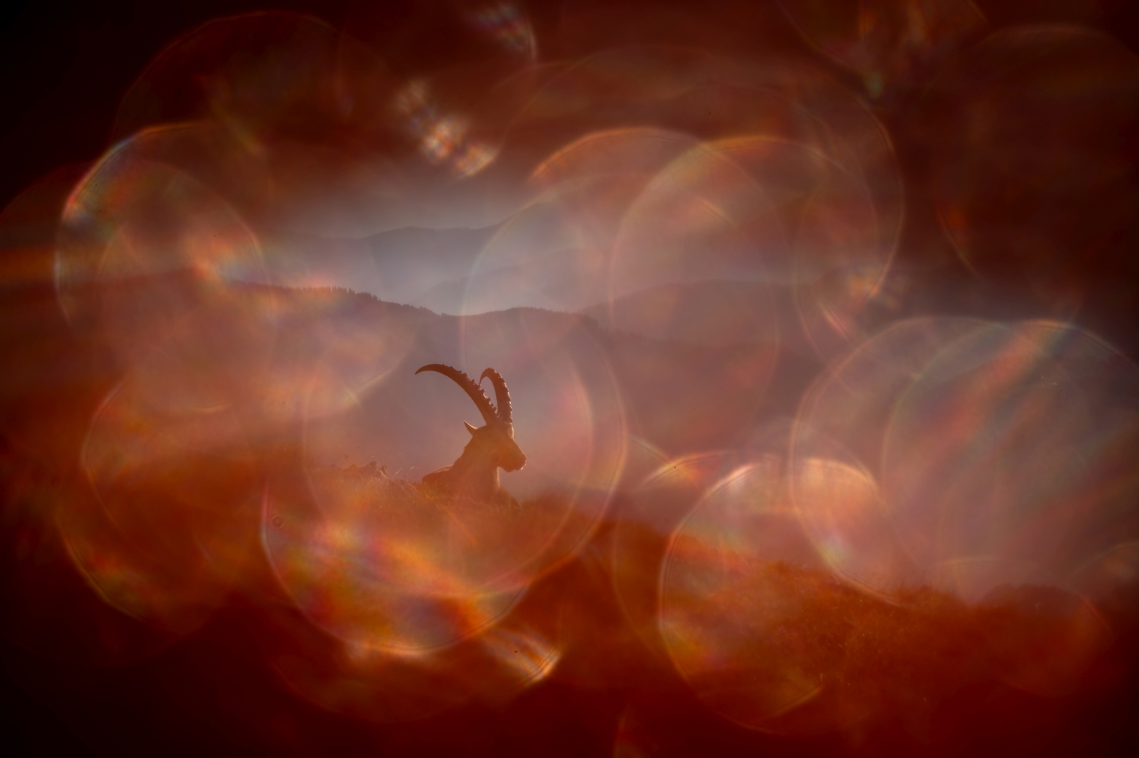 czech nature photo nominace Urban Wildlife – Jan Pokluda - Surrealistický kozorožec