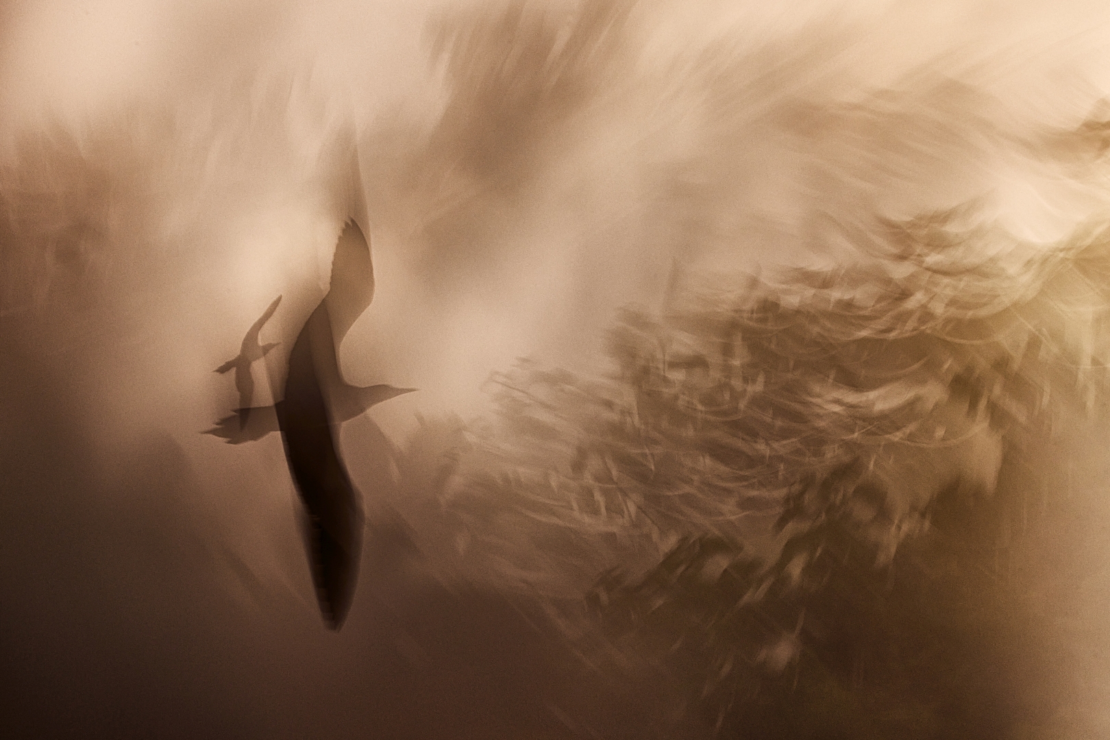 czech nature photo nominace Urban Wildlife - Jiří Hřebíček - Stín nad hlavou