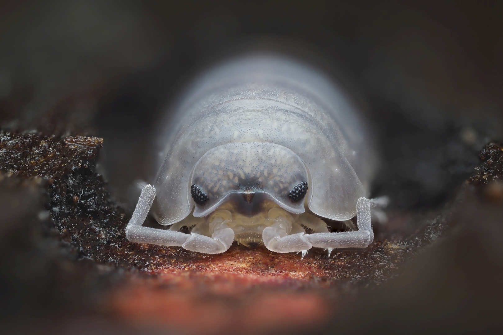 czech nature photo nominace bezobratlí - Pavel Krásenský - Život pod kůrou