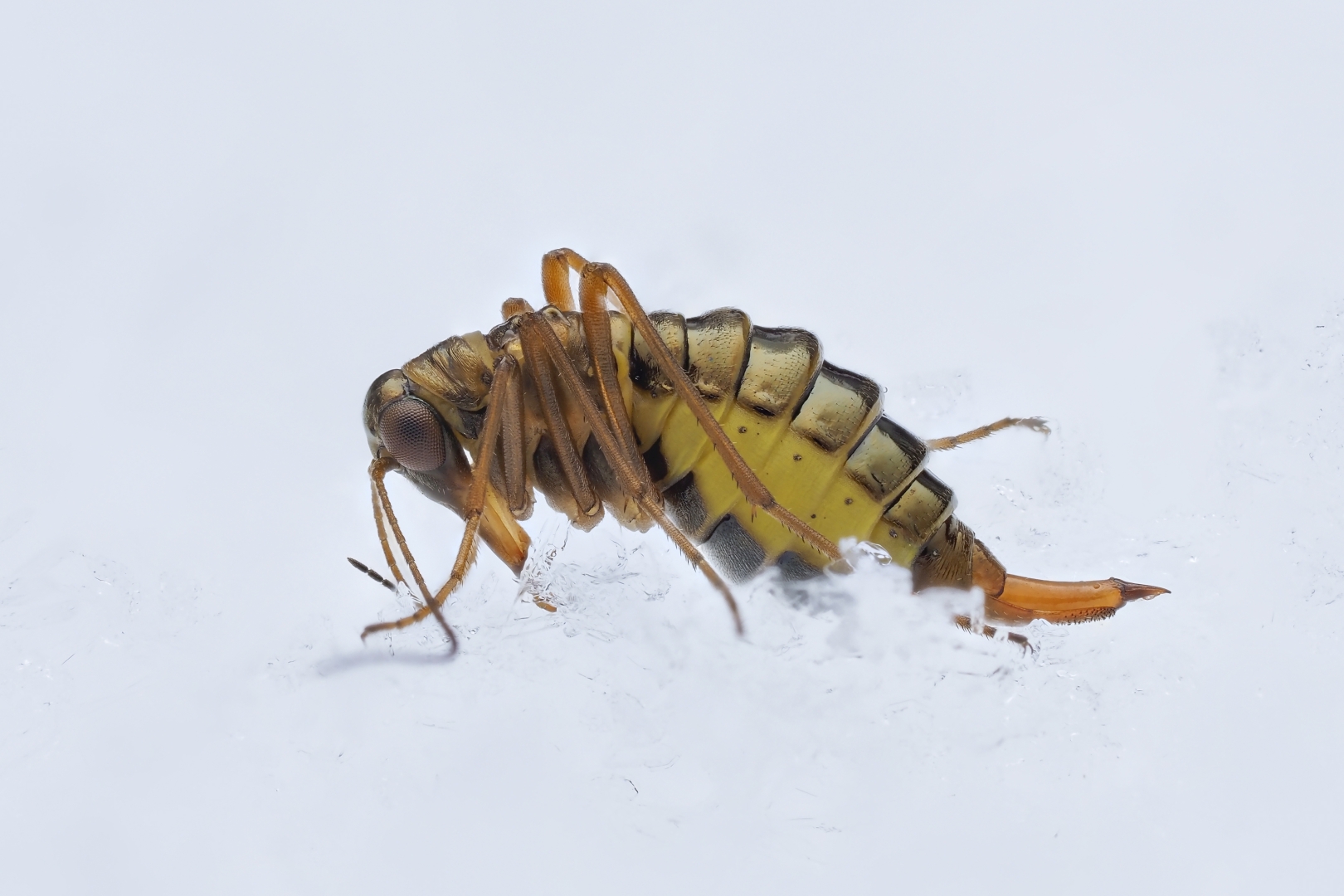 czech nature photo nominace bezobratlí - Pavel Krásenský - Život na sněhu