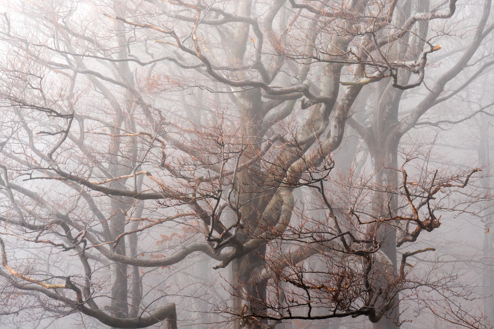czech nature photo nominace rostliny a houby – Jiří Klečka - Lesk, který šeptá