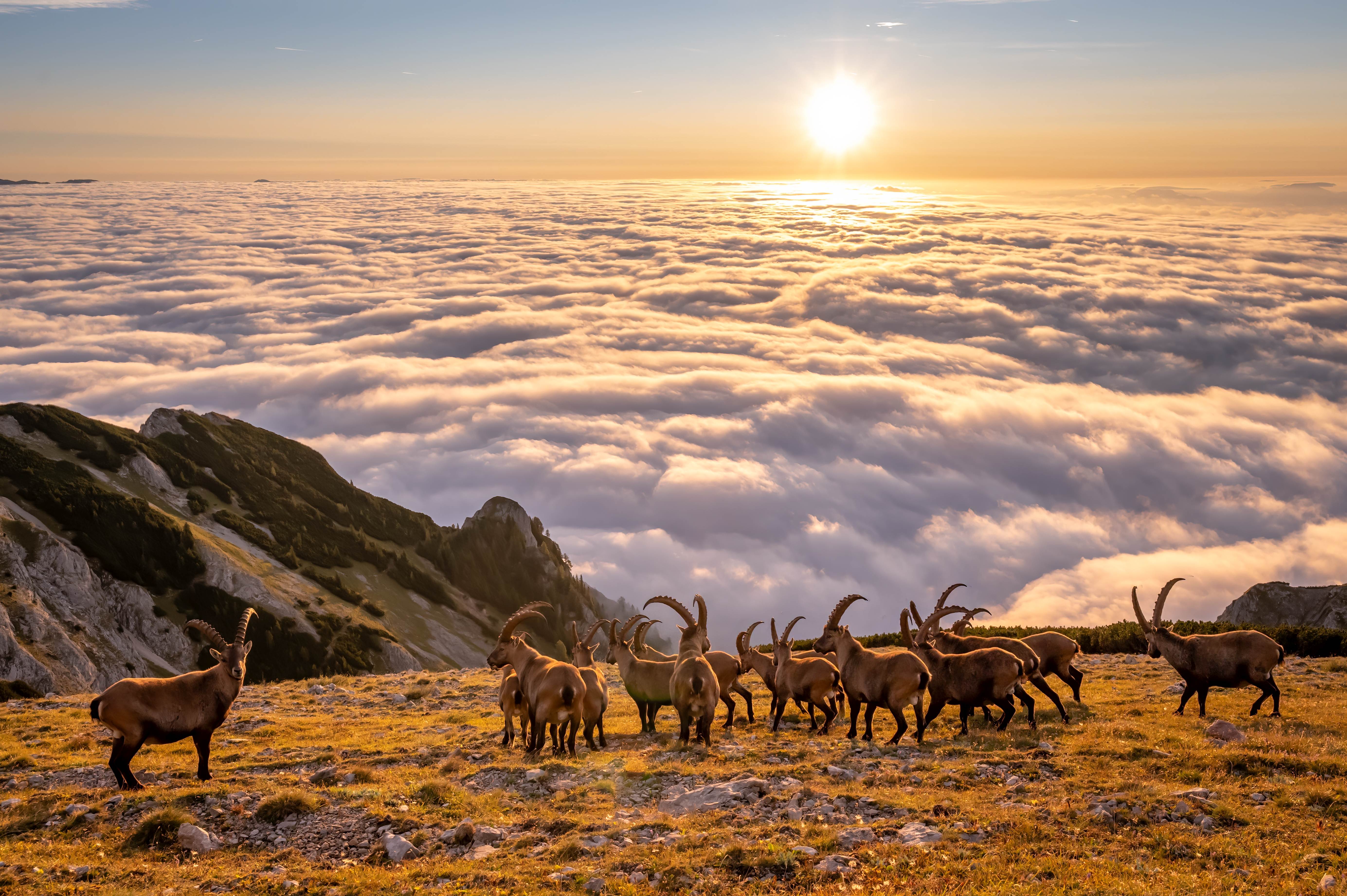 czech nature photo nominace savci – Jan Pokluda - Magické ráno