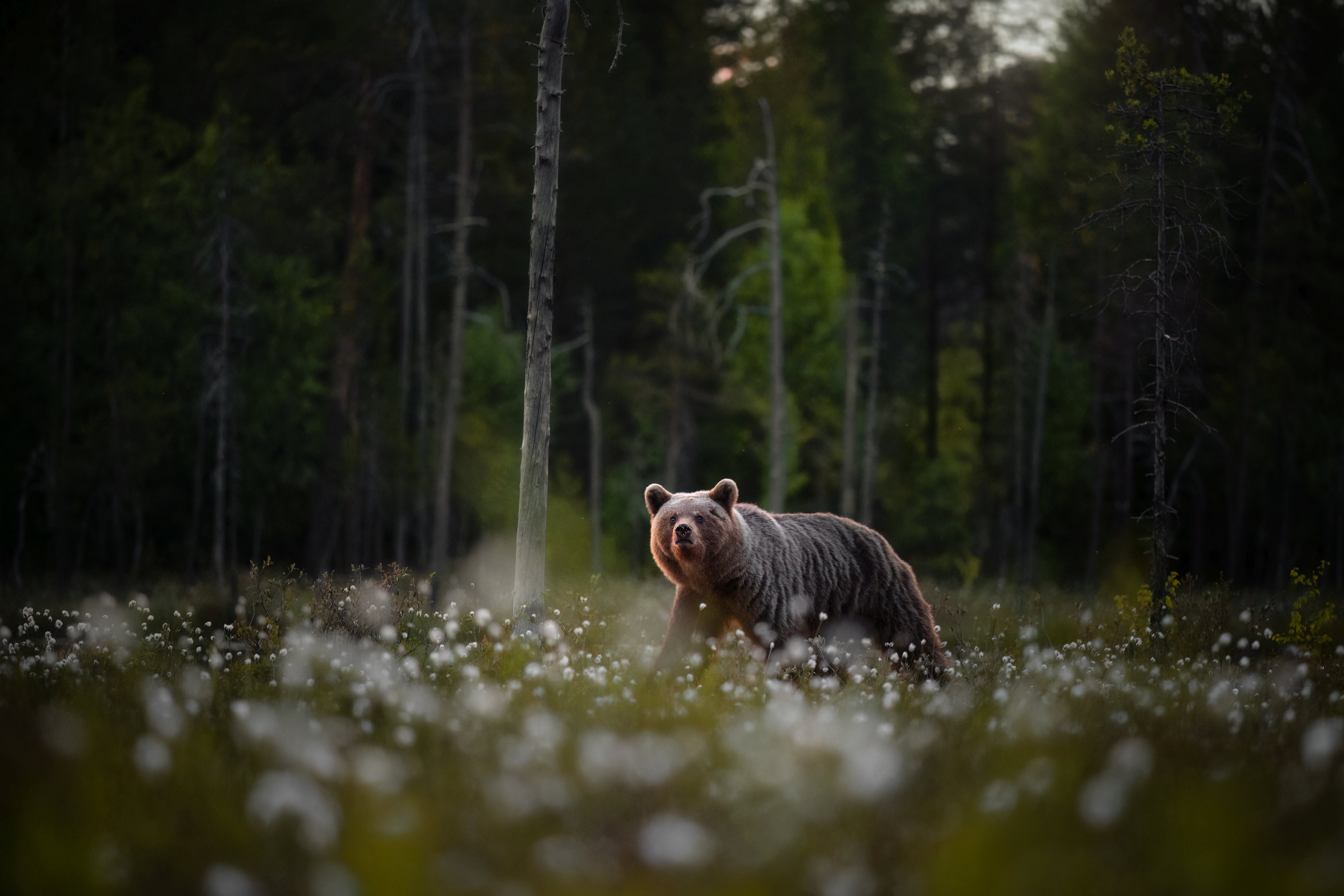 czech nature photo nominace savci – Petra Formánková - Obr na obhlídce