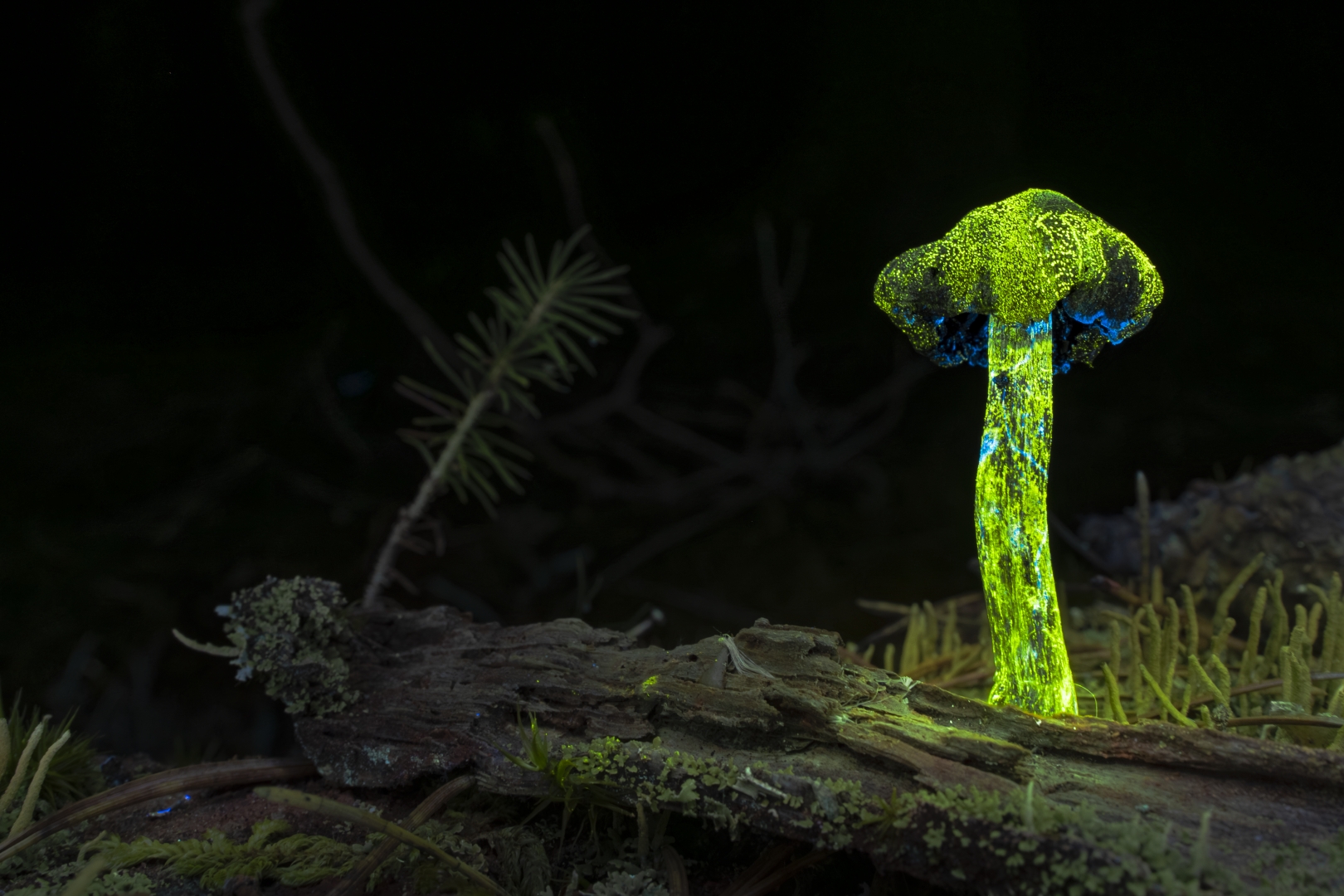 czech nature photo nominace rostliny a houby – David Jeřábek - Vynoření se z temnoty