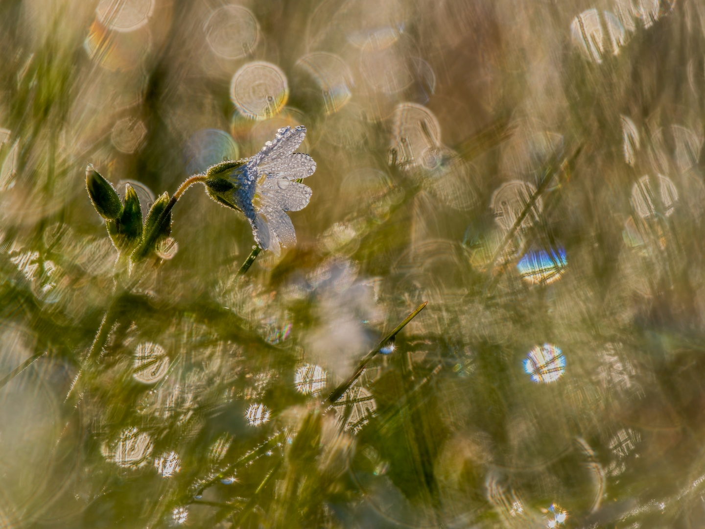 czech nature photo nominace rostliny a houby – Jindřich Zita - Pomíjivost kapek