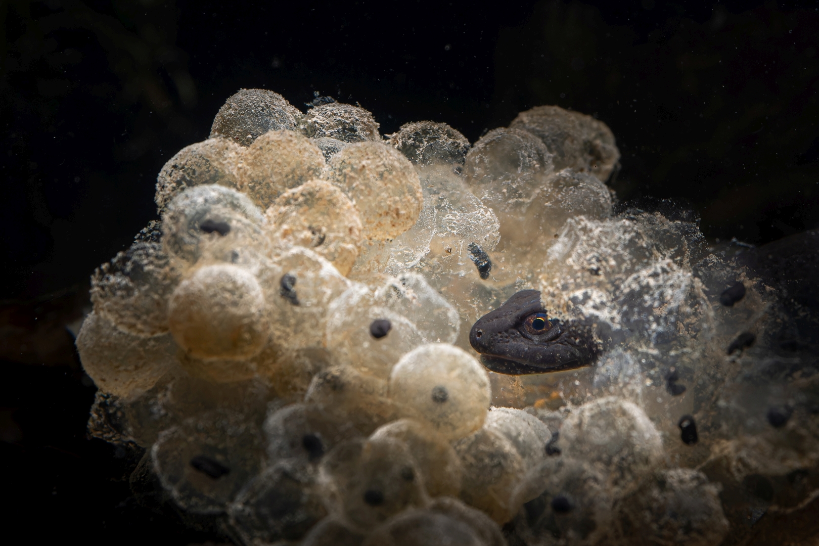 czech nature photo nominace Cena za nejlepší fotografii české přírody - Vít Lukáš - Večeře