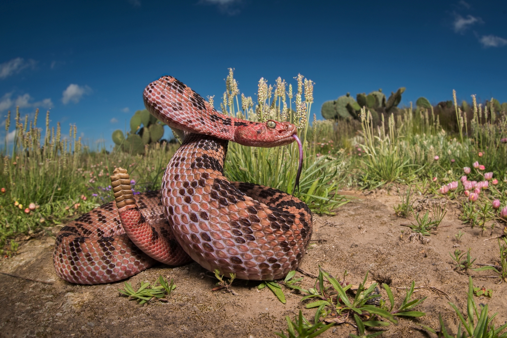 czech nature photo nominace plazi obojživelníci podvodní život - Zuzana a Matej Dolinay - Living Zoology - Růžový chřestýš ve svém prostředí