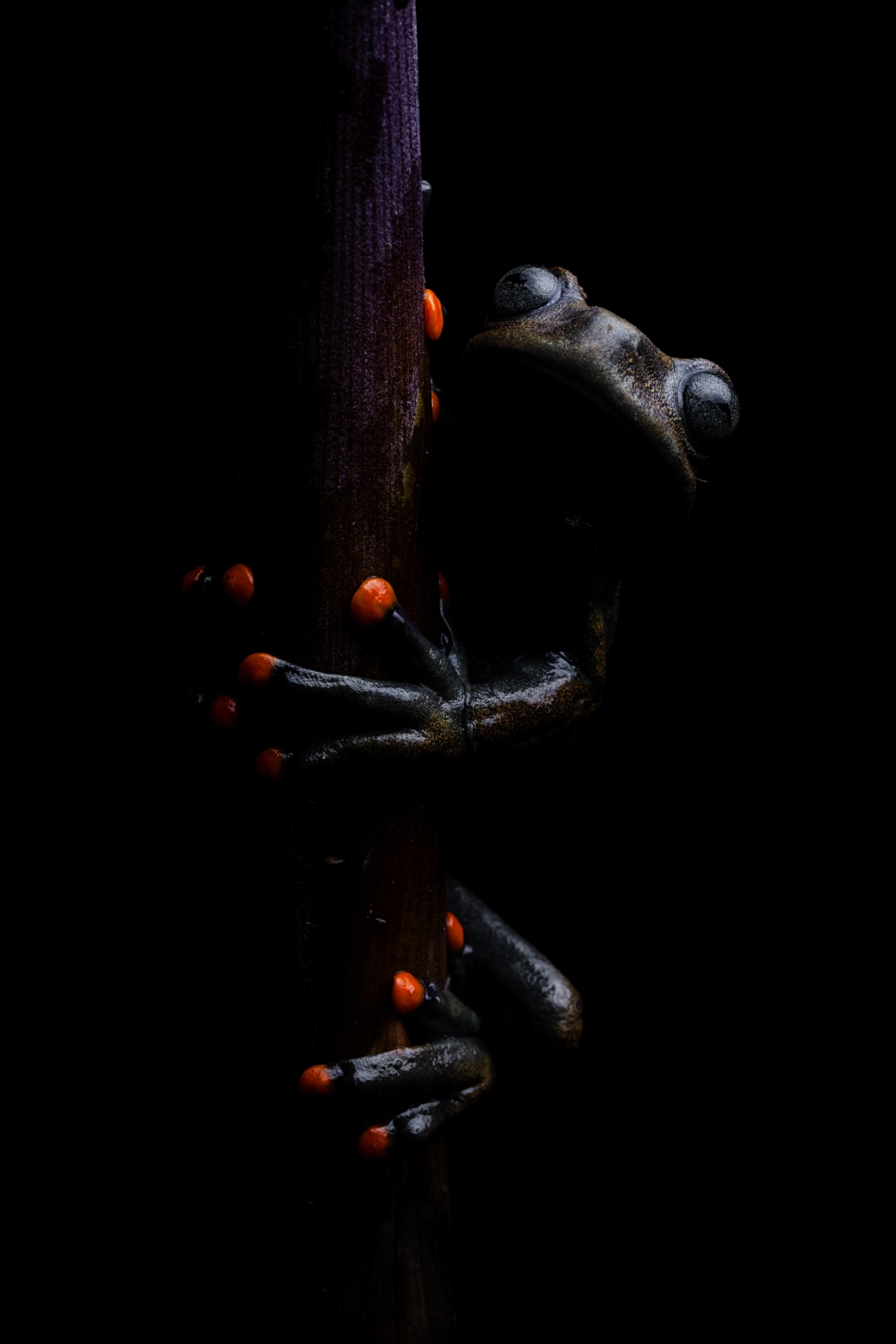 czech nature photo nominace plazi obojživelníci podvodní život - Igor Mikula - Hyloscirtus lindae