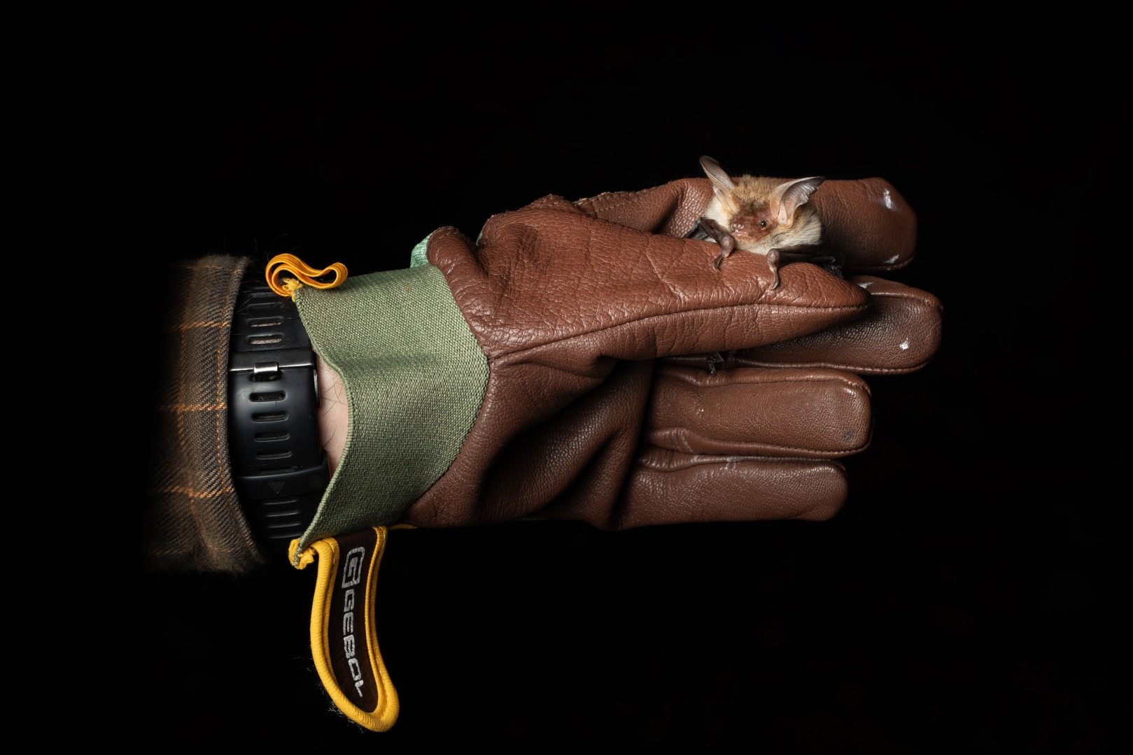 czech nature photo nominace Série
               - Jakub Hodáň