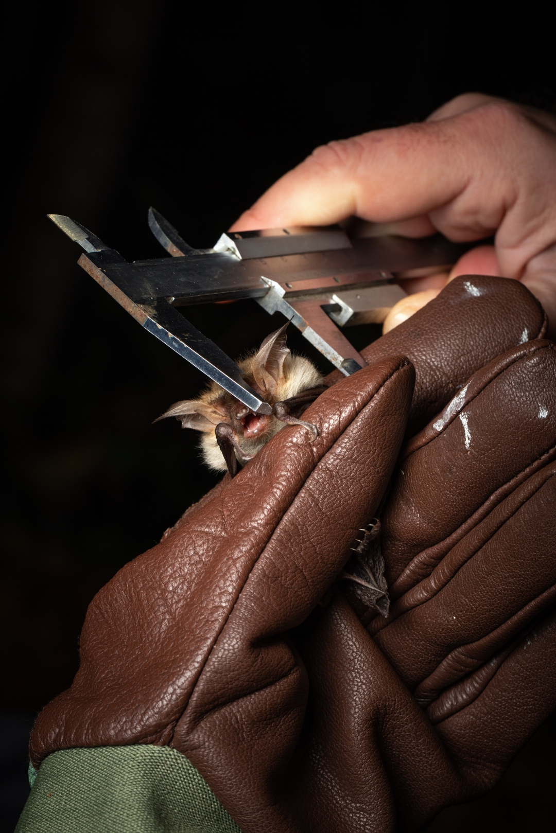 czech nature photo nominace Série
               - Jakub Hodáň