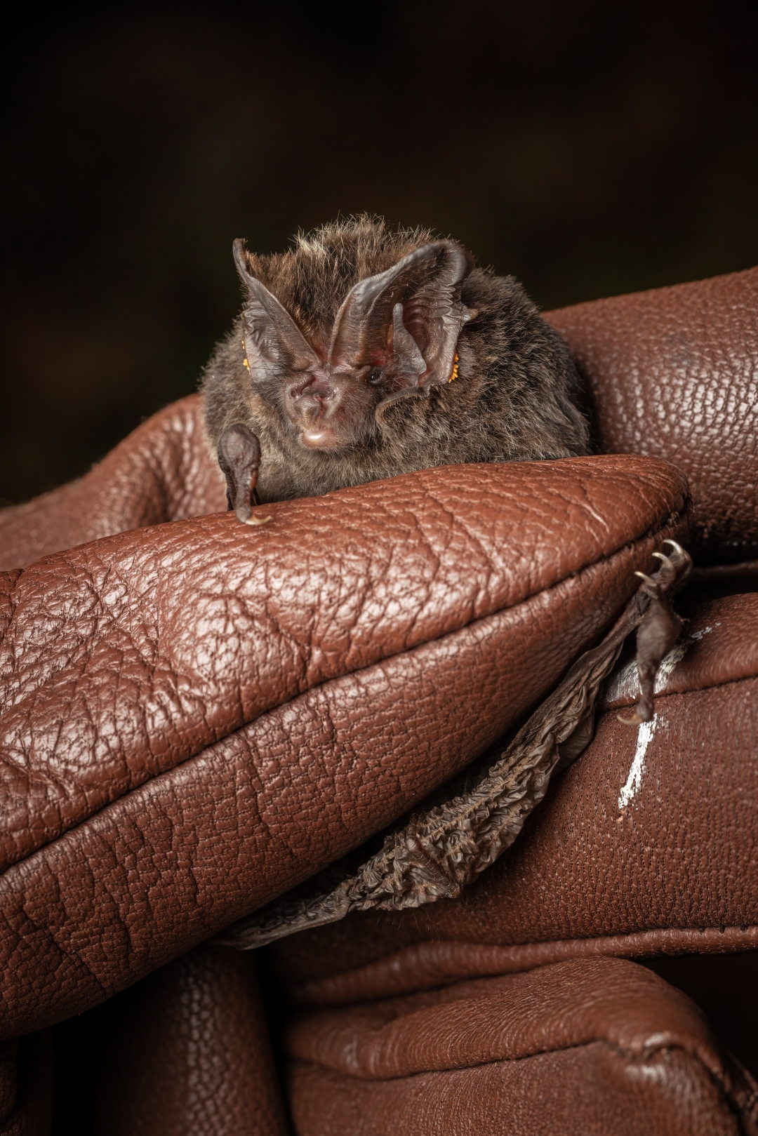 czech nature photo nominace Série
               - Jakub Hodáň