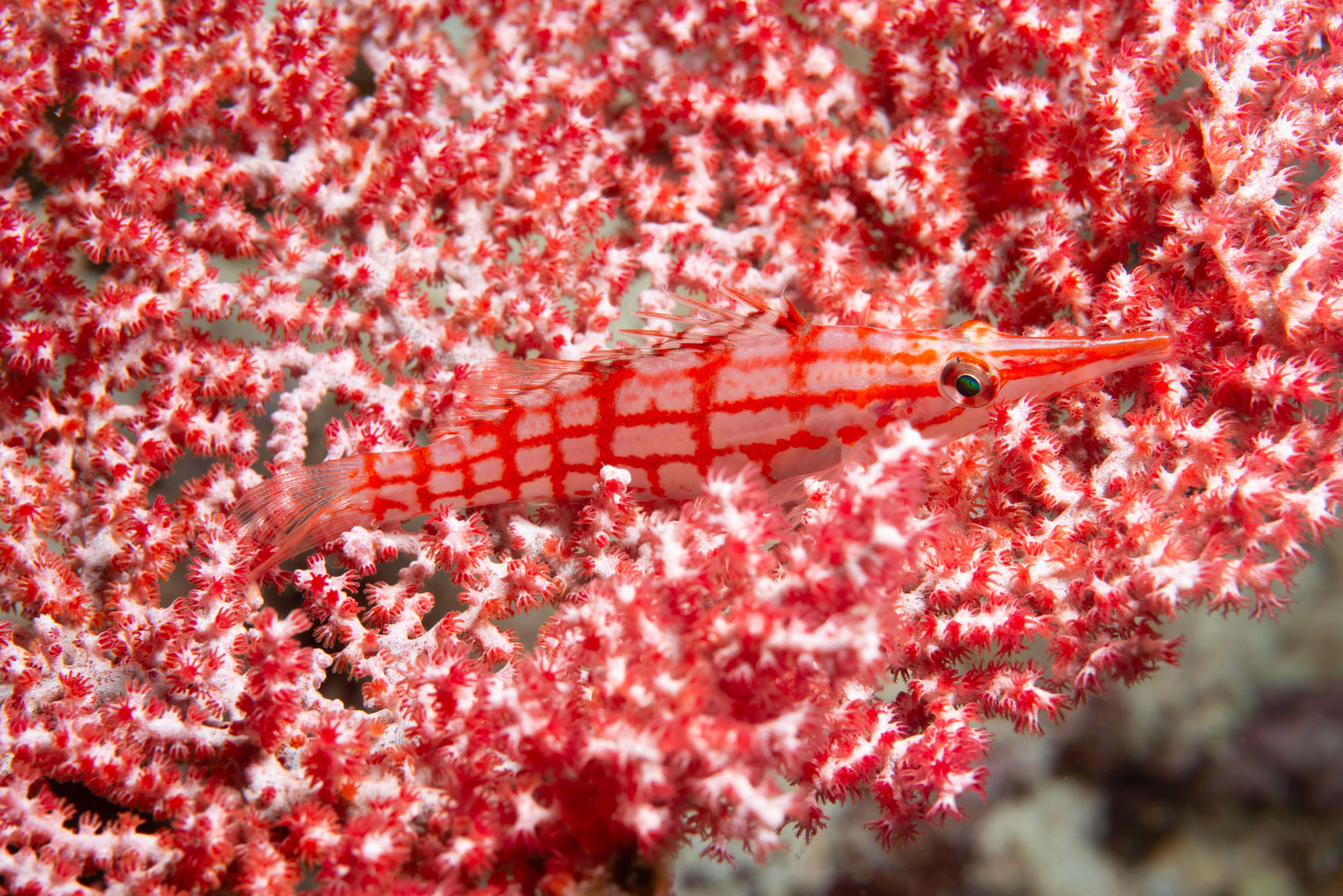 czech nature photo nominace Urban Wildlife - Ladislav Smelík - V pelíšku