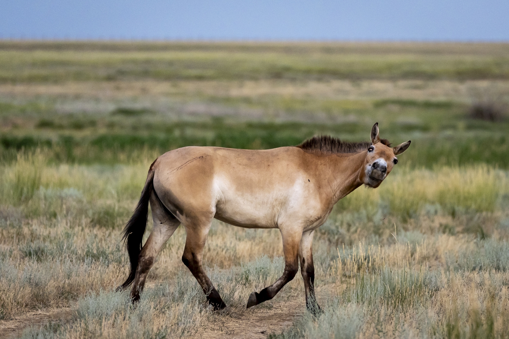 czech nature photo nominace Série
               - Jan Handrejch