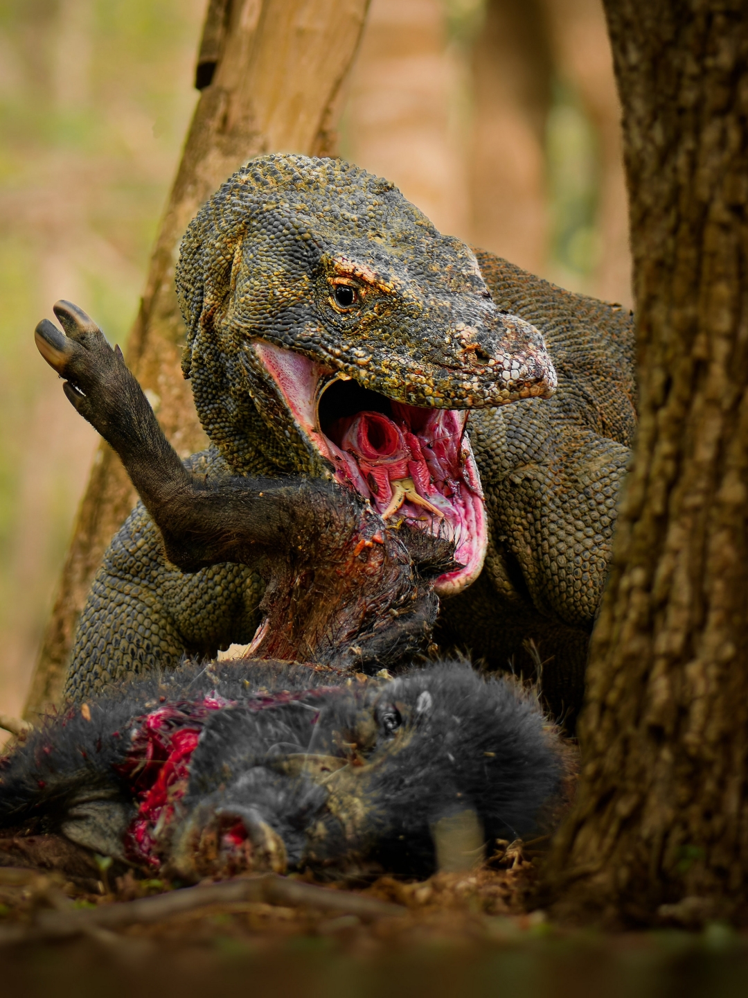 czech nature photo nominace Série
               - Martin Pelánek