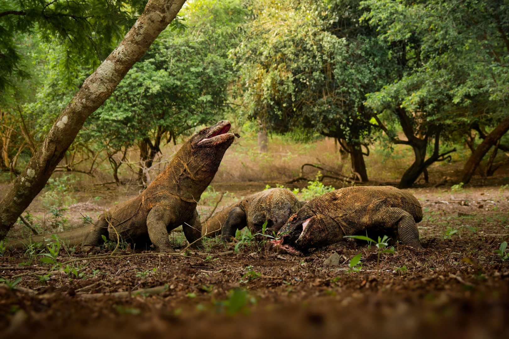 czech nature photo nominace Série
               - Martin Pelánek