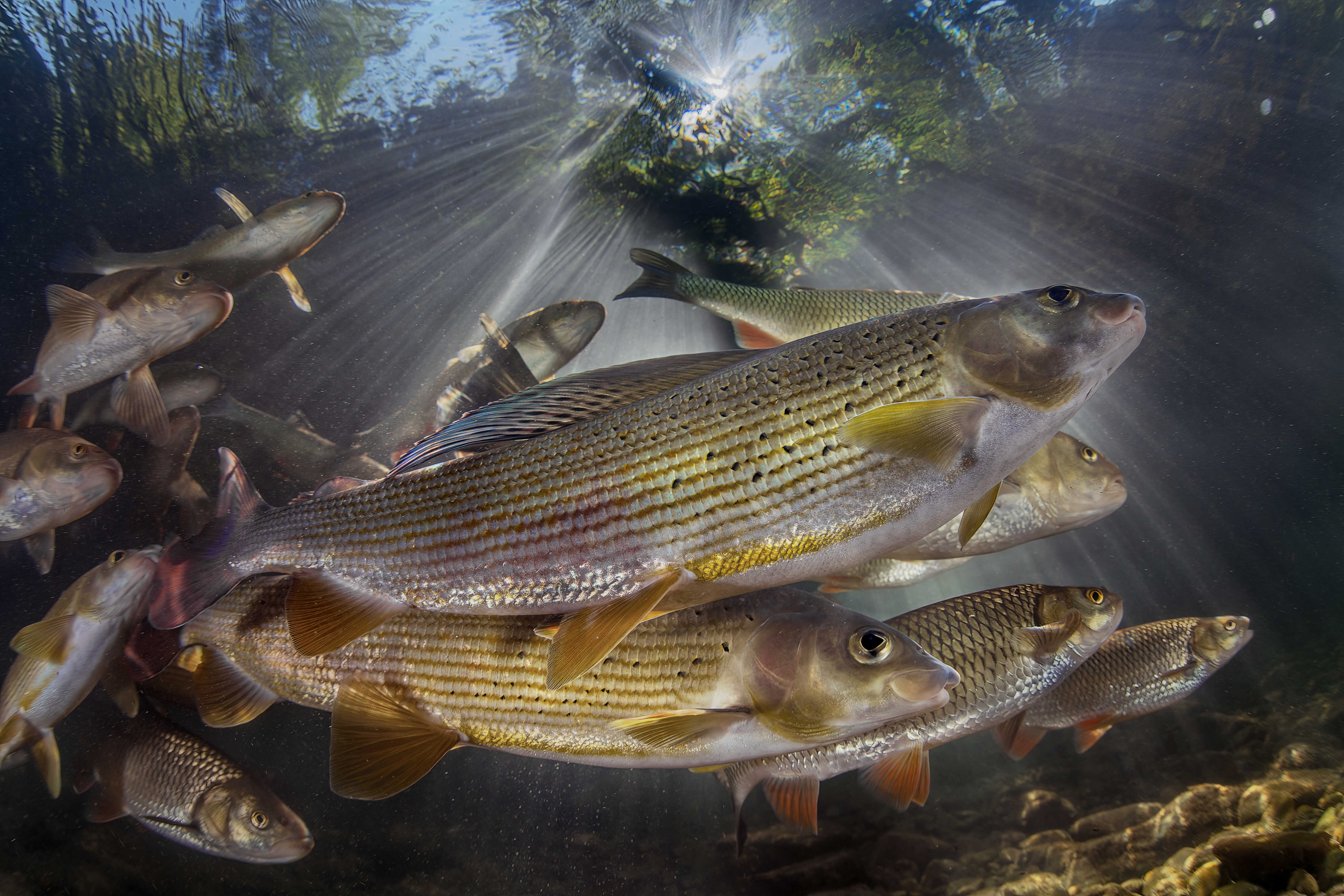 czech nature photo nominace plazi obojživelníci podvodní život - Rostislav Štěfánek - Lipani v protisvětle