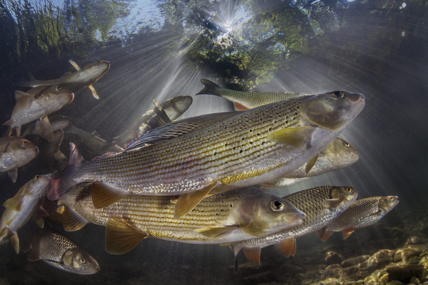 czech nature photo nominace plazi obojživelníci podvodní život - Rostislav Štěfánek - Lipani v protisvětle