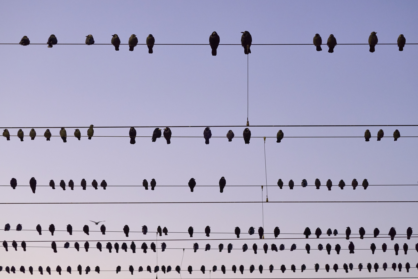 czech nature photo nominace Urban Wildlife - Tomáš Dohnálek - Trakční partitura