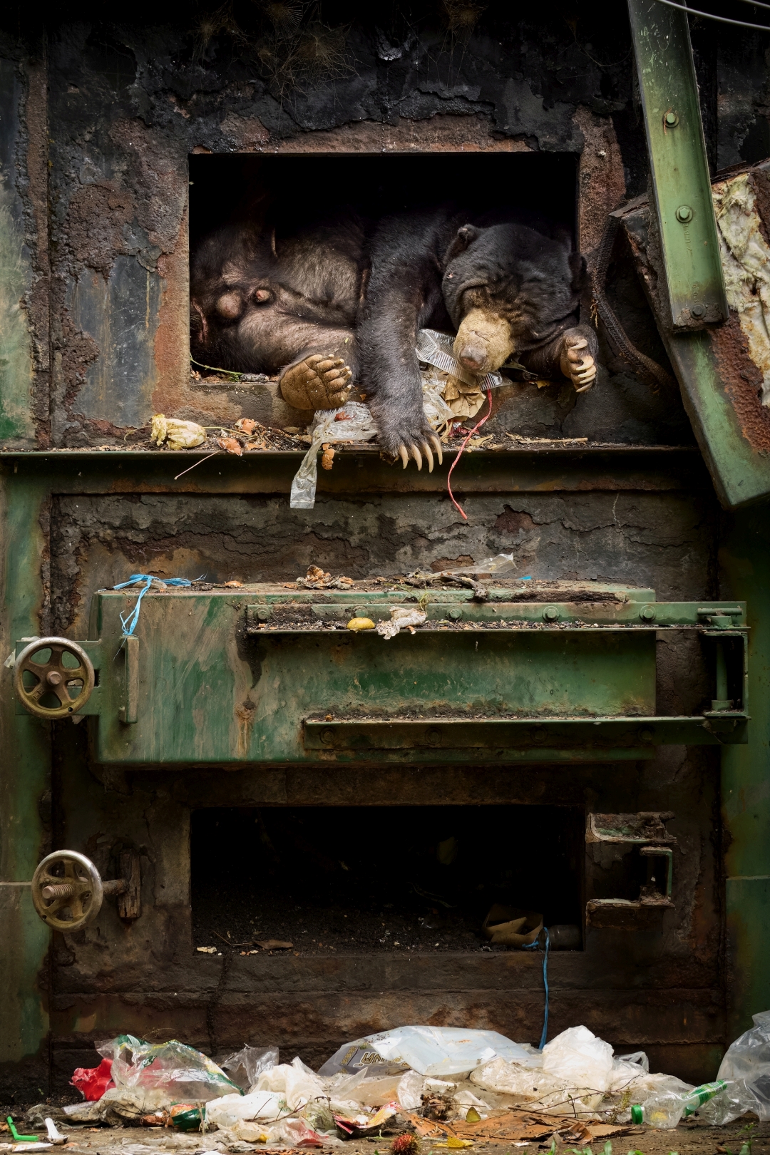 czech nature photo nominace Urban Wildlife - Petr Bambousek - Evolution