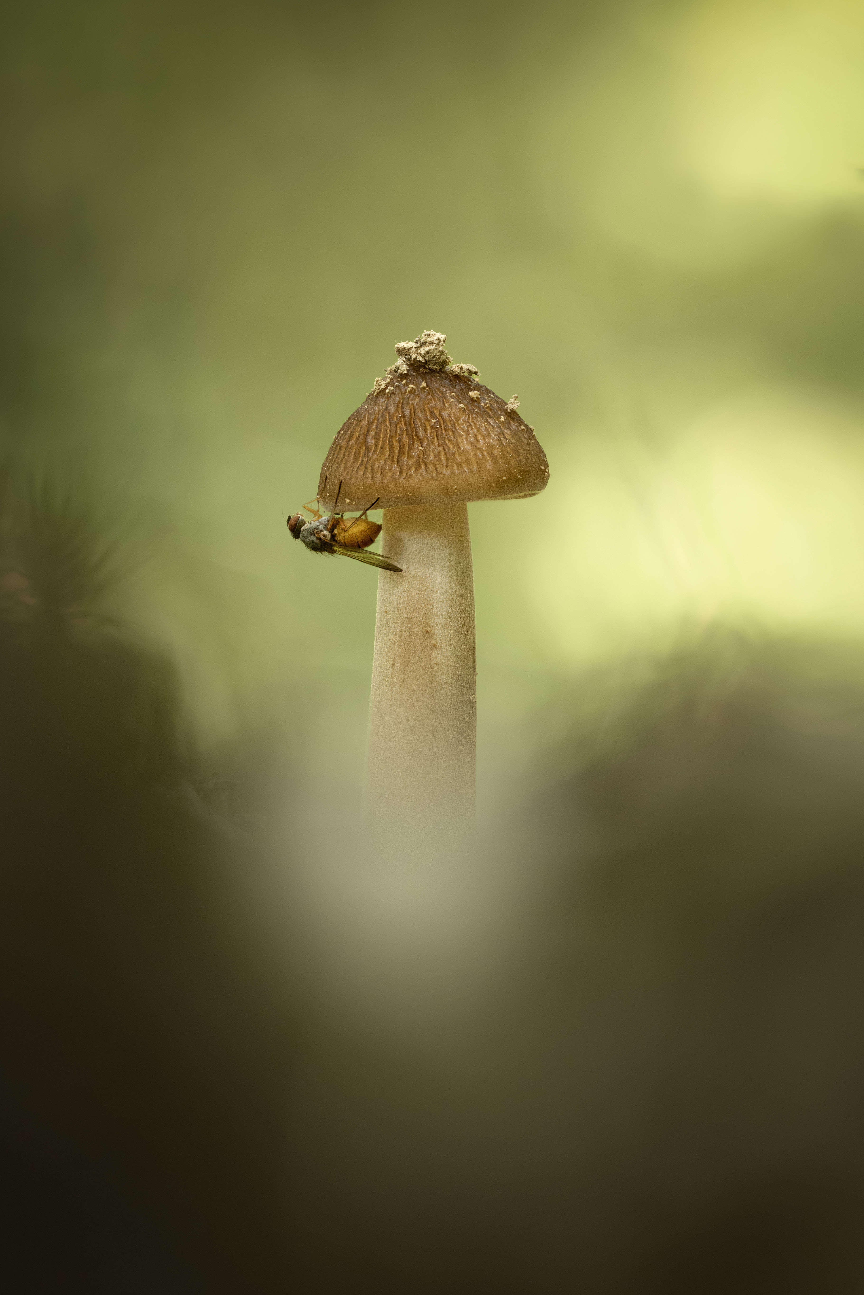 czech nature photo nominace rostliny a houby – Markéta Mastešová